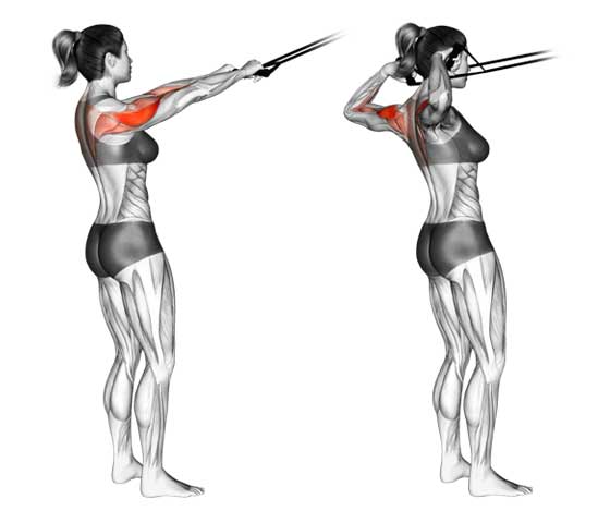 Exercises for Trapezius Muscle Relief Face pulls