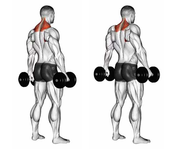 Exercises for Trapezius Muscle Relief Shrugs
