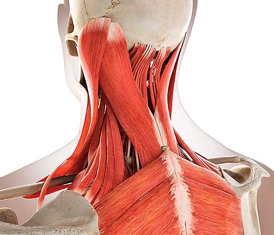 Neck & Upper back muscles