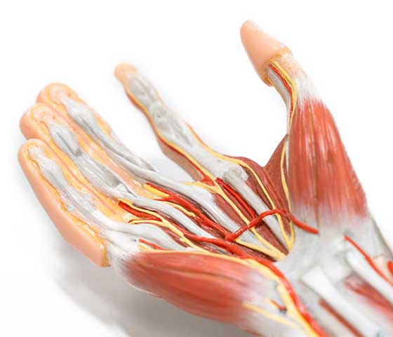 Elbow Wrist and Hand Physiotherapy in Milton