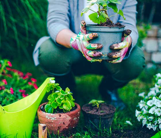 Gardening Season in Milton