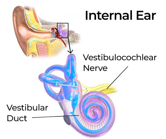 Internal Ear Vestibular System Treatment in Milton